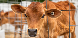 Cornell University launches tool to cut dairy emissions and costs