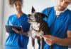 Covetrus introduces cloud-based practice management software Ascend for veterinarians