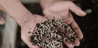 Croatia pilots closed-loop fish farming model with insect protein