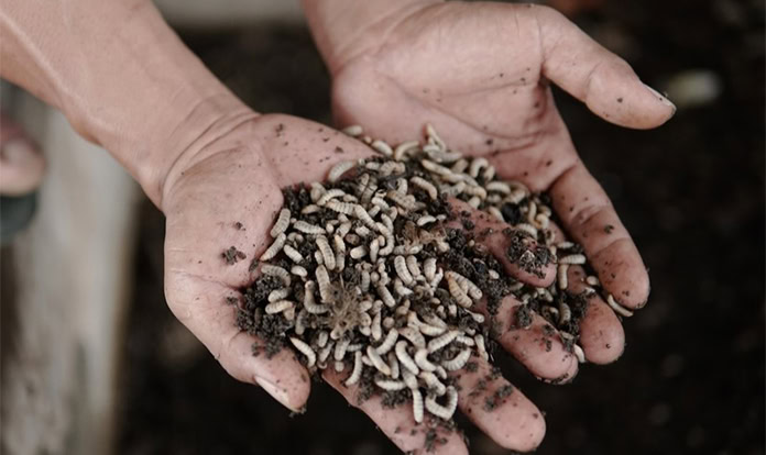 Croatia pilots closed-loop fish farming model with insect protein