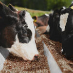 CropEnergies invests more than EUR 100 million in UK production site