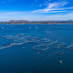 DNV introduces new AI-powered fish farm technology