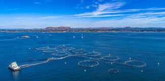 DNV introduces new AI-powered fish farm technology