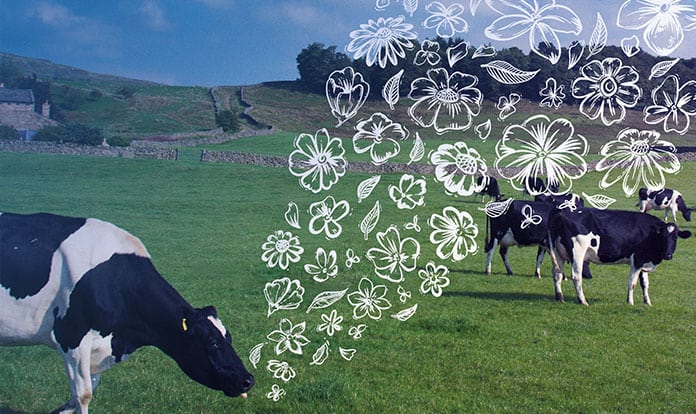 DSM receives full regulatory approval from Brazilian and Chilean authorities for Bovaer