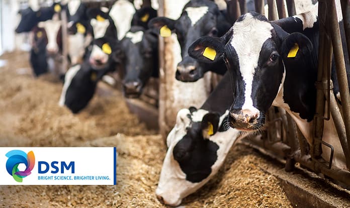 DSM receives landmark EU market approval for Bovaer®