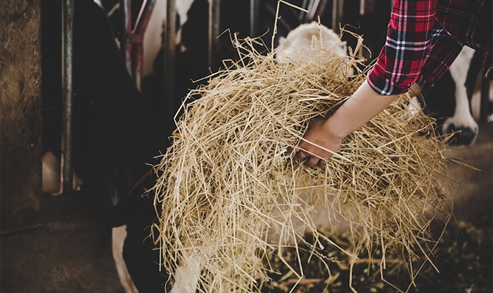 DVT and Landvolk urge stronger framework for livestock farming