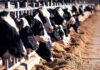 Dairy Farmers of America purchases first verified carbon credits