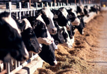 Dairy Farmers of America purchases first verified carbon credits