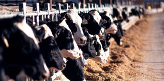 Dairy Farmers of America purchases first verified carbon credits
