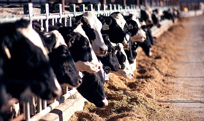 Dairy Farmers of America purchases first verified carbon credits