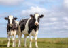 Dairy farmers get carbon-asset payments for emissions reductions