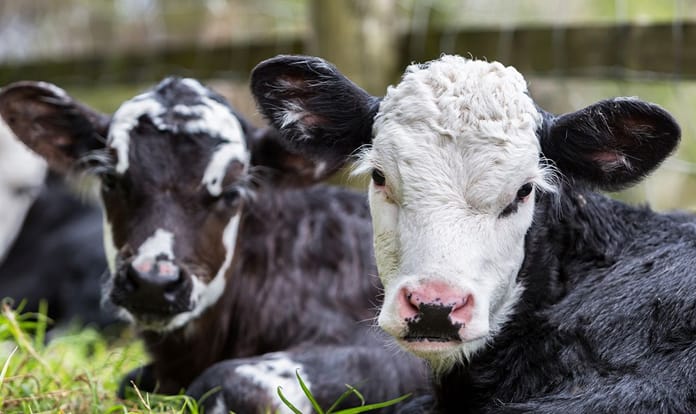 Danisco Animal Nutrition further expands portfolio in ruminants