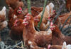 Danish study warns of feather pecking threat in egg production