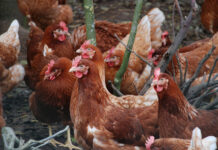 Danish study warns of feather pecking threat in egg production