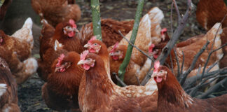 Danish study warns of feather pecking threat in egg production