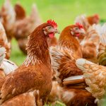 Deltavit offers innovative solutions for poultry mites with Acari