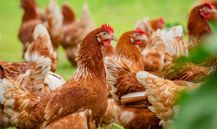 Deltavit offers innovative solutions for poultry mites with Acari