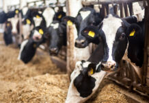 Denali turns organic waste into feed for 50,000 cattle