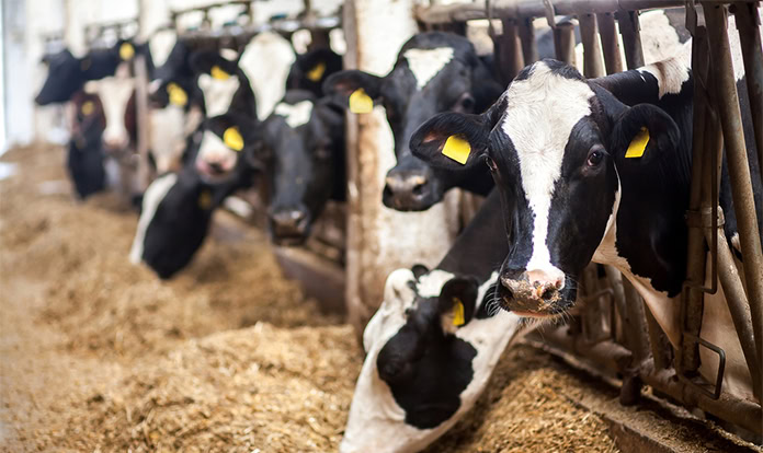 Denali turns organic waste into feed for 50,000 cattle