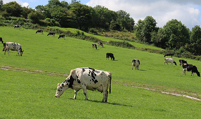 Digestible fiber sources and rumen-protected fat supplements support fertility