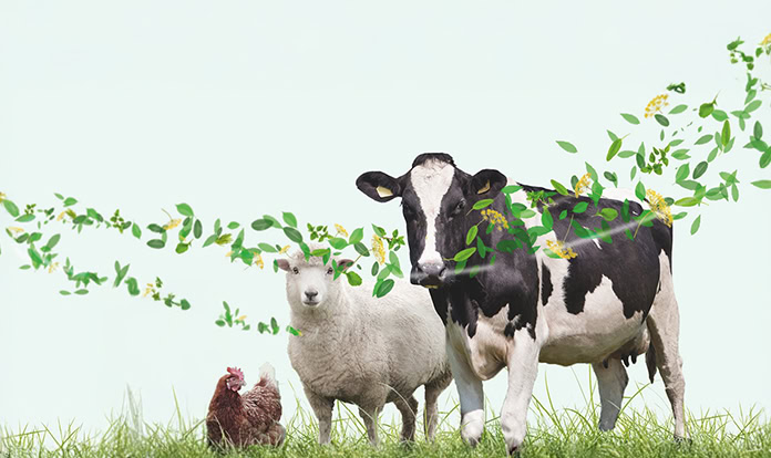 DostoFarm receives Halal certification for PHYTOsolvan product