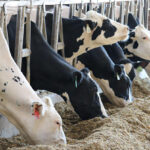 Dr Kirkland: Right rumen-protected fat offer new opportunities for dairy farmers