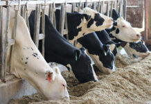 Dr Kirkland: Right rumen-protected fat offer new opportunities for dairy farmers