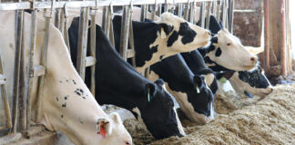 Dr Kirkland: Right rumen-protected fat offer new opportunities for dairy farmers