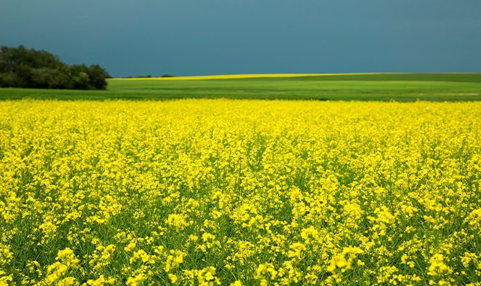 Dr. Evans says canola meal boosts dairy performance