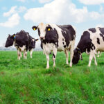 Dr. Kirkland: Rumen-protected fats support milk fat and fertility at spring turnout