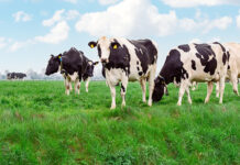 Dr. Kirkland: Rumen-protected fats support milk fat and fertility at spring turnout