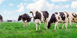 Dr. Kirkland: Rumen-protected fats support milk fat and fertility at spring turnout