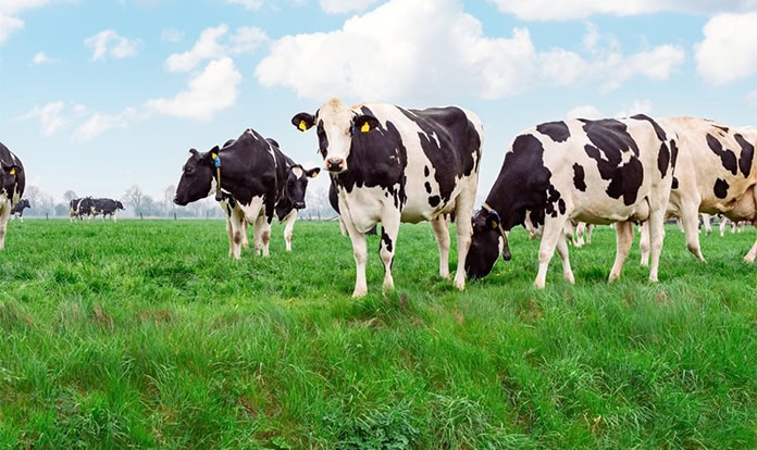 Dr. Kirkland: Rumen-protected fats support milk fat and fertility at spring turnout