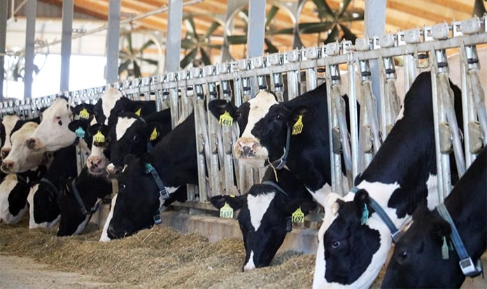 Dr. Kirkland explains how rumen-protected fats provide dairy rations ...