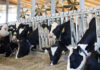 Dr. Kirkland explains how rumen-protected fats provide dairy rations with ‘safe’ energy