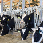 Dr. Kirkland explains how rumen-protected fats provide dairy rations with ‘safe’ energy
