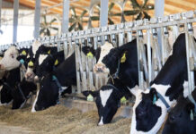 Dr. Kirkland explains how rumen-protected fats provide dairy rations with ‘safe’ energy