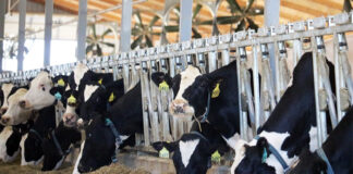 Dr. Kirkland explains how rumen-protected fats provide dairy rations with ‘safe’ energy