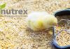EC approves Nutrex's 6-phytase enzyme for use in poultry feed