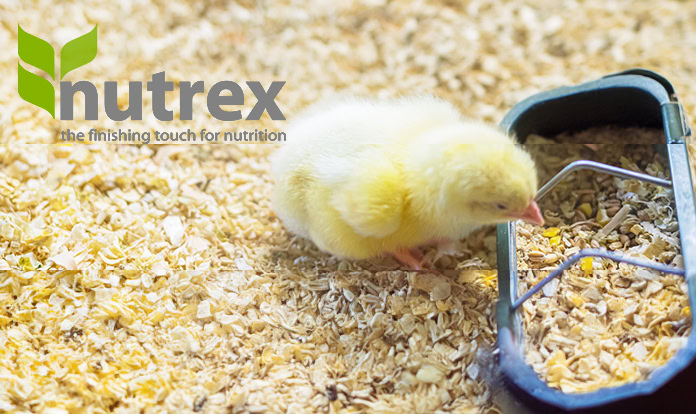 EC approves Nutrex's 6-phytase enzyme for use in poultry feed