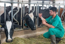 EFSA: High compliance in EU veterinary residue controls