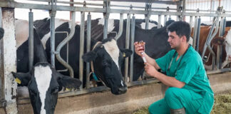 EFSA: High compliance in EU veterinary residue controls