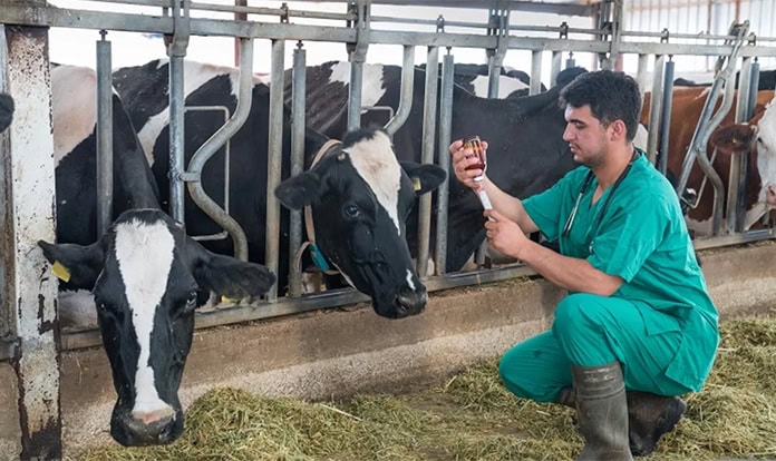 EFSA: High compliance in EU veterinary residue controls