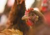 EFSA and EC launch avian influenza toolkit