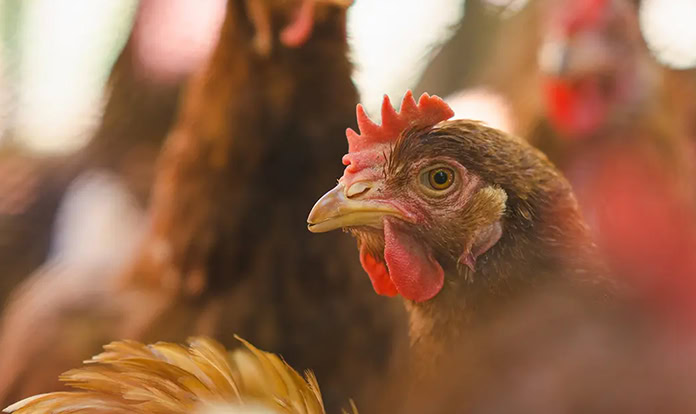 EFSA and EC launch avian influenza toolkit