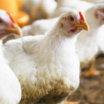 EFSA publishes positive scientific opinion on Phileo by Lesaffre’s bacteria probiotic