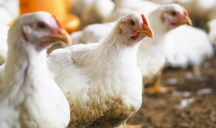 EFSA publishes positive scientific opinion on Phileo by Lesaffre’s bacteria probiotic