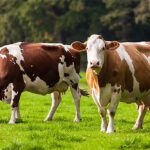 EFSA warns: US dairy bird flu unlikely, impact could be high