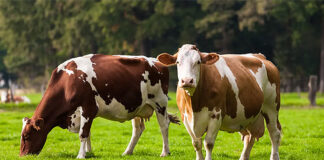 EFSA warns: US dairy bird flu unlikely, impact could be high