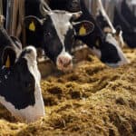 EFSA's consultation for animal welfare ends on 28 March